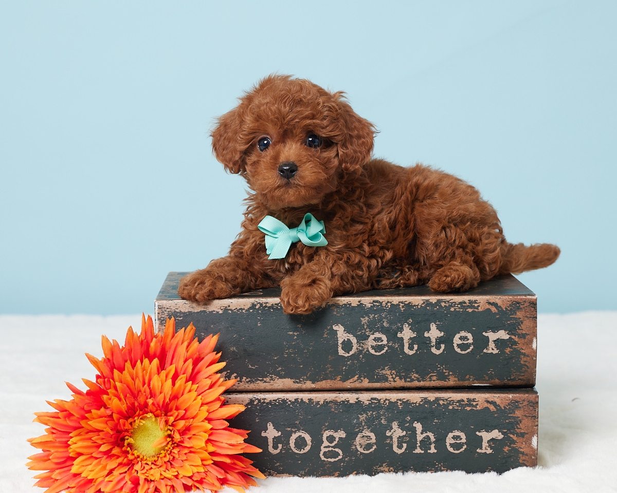 What is a Cavapoo's temperament and behavior?